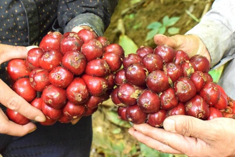 Loại quả xưa chín rụng đầy gốc, nay thành đặc sản ở thành phố giá 300.000 đ/kg, trồng một lần thu hoạch nhiều năm - 2
