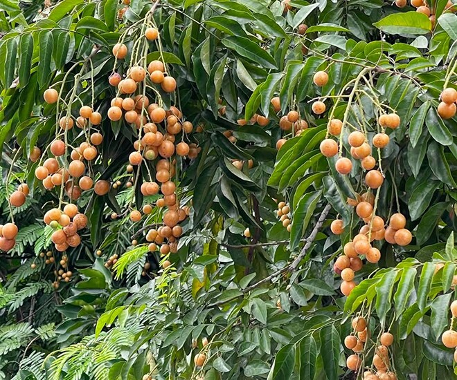 Loại quả xưa chín rụng đầy gốc, nay thành đặc sản được ưa chuộng giá 40.000 đ/kg, trồng một lần thu hoạch nhiều năm - 1