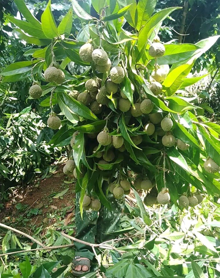 Loại quả xưa chín rụng đầy gốc, nay thành đặc sản ở thành phố giá 100.000 đ/kg, trồng một lần thu hoạch nhiều năm - 3