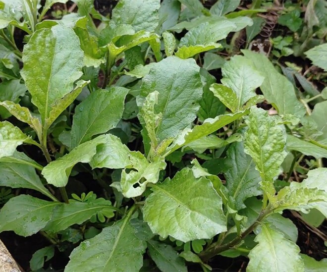 Cây dại có vị đắng nay thành đặc sản được ưa chuộng 60.000 đồng/kg, hái bán quanh năm - 1