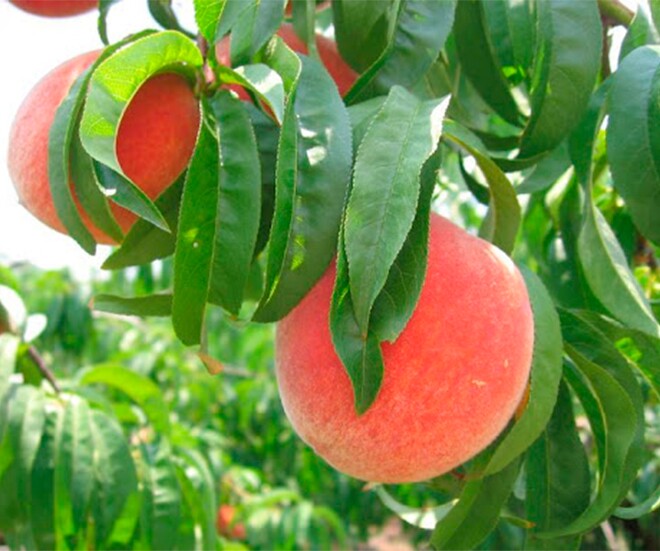 Loại quả “tốt nhất thế giới” chỉ có ở Lào Cai,  trồng một lần thu hoạch nhiều năm, thành đặc sản tốt cho sức khoẻ - 1
