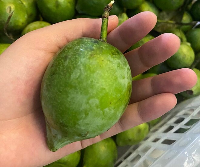 Loại quả mọc bờ rào xưa rụng đầy, nay thành đặc sản được ưa chuộng giá 70.000 đ/kg, trồng một lần thu hoạch nhiều năm - 1