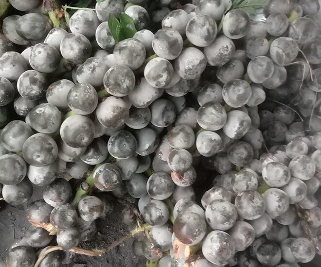 Loại quả xưa chín rụng đầy gốc, nay thành đặc sản ở thành phố giá 120.000 đồng/kg, trồng một lần thu hoạch nhiều năm - 1