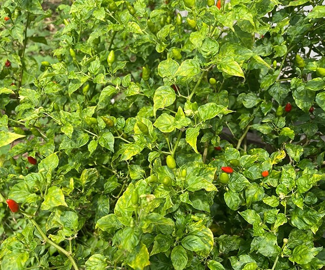 Loại quả amp;#34;tốt nhất thế giớiamp;#34; chỉ có ở Tuyên Quang, trồng 3 tháng cho thu hoạch, thành đặc sản nổi tiếng tốt cho sức khoẻ - 1