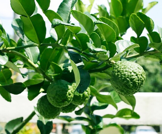 Loại quả mọc bờ rào xưa rụng đầy, nay thành đặc sản ở thành phố giá 170.000 đ/kg, trồng một lần thu hoạch nhiều năm - 1