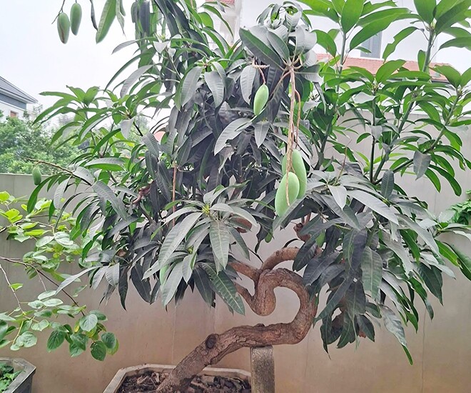 Cây ăn quả ở quê amp;#34;lên chậuamp;#34; thành bonsai đẹp lạ, có cây giá vài chục triệu đồng, mang nhiều ý nghĩa phong thủy - 1