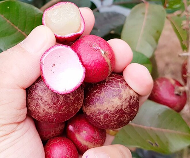 Loại quả xưa không ai biết đến, nay thành đặc sản lạ được săn lùng giá 130.000 đ/kg, trồng 2 năm cho thu hoạch - 1