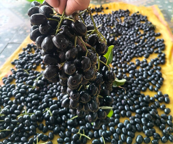 Loại quả xưa chín rụng đầy, nay thành đặc sản khoái khẩu ở thành phố giá 100.000 đ/kg, trồng một lần thu hoạch nhiều năm - 1