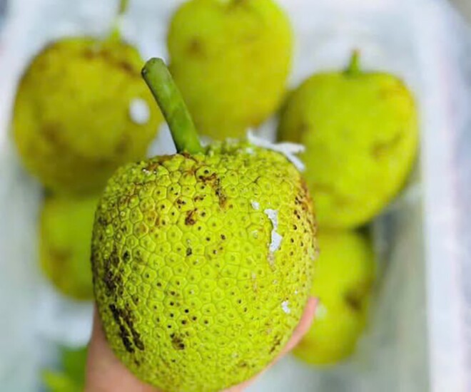 Loại quả mọc bờ rào xưa rụng đầy, nay thành đặc sản ở thành phố giá 60.000 đ/kg, trồng một lần thu hoạch nhiều năm - 1