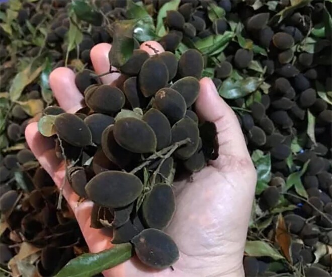 Loại quả xưa chín rụng đầy gốc, nay thành đặc sản ở thành phố giá 250.000 đ/kg, trồng một lần thu hoạch nhiều năm - 1
