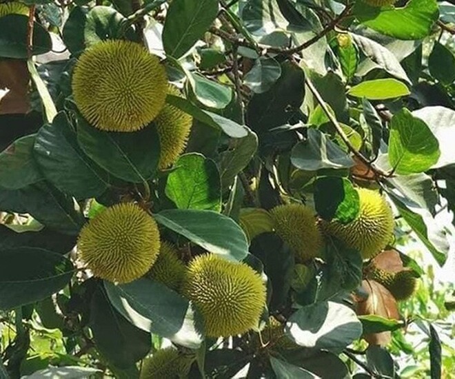 Loại quả xưa chín rụng đầy gốc, nay thành đặc sản ở thành phố giá 80.000 đ/kg, trồng một lần thu hoạch nhiều năm - 1