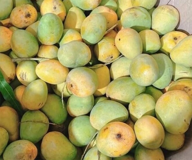 Loại quả mọc bờ rào xưa rụng đầy gốc, nay thành đặc sản được ưa chuộng giá 50.000 đ/kg, trồng một lần thu hoạch nhiều năm - 1
