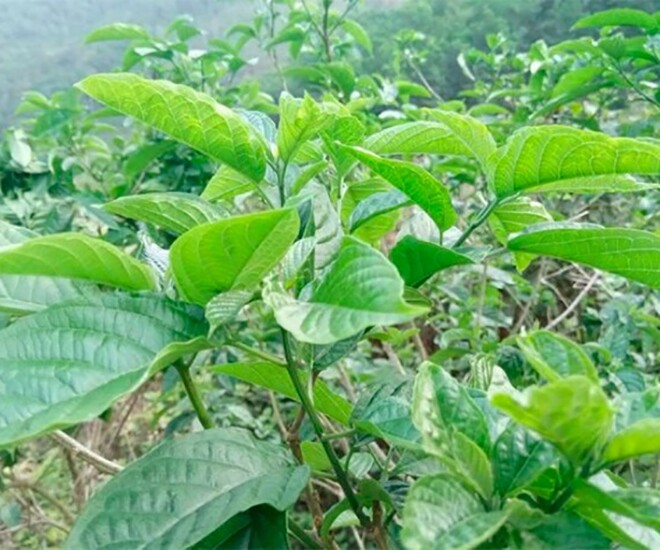 Cây mọc bờ rào vị đắng ngắt, nay thành món ăn đặc sản có hương vị đặc biệt dân thành phố thích mê, 70.000 đ/kg - 1