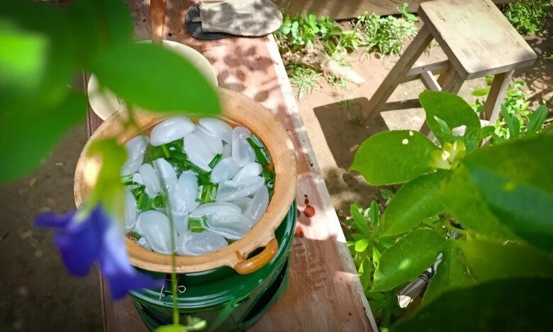 Loại quả xưa chín rụng đầy, nay thành đặc sản ở thành phố giá 200.000 đ/kg, trồng một lần thu hoạch nhiều năm - 3