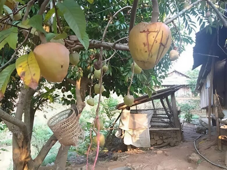 Loại quả mọc bờ rào xưa rụng đầy gốc, nay thành đặc sản ở thành phố giá 75.000 đ/kg, trồng một lần thu hoạch nhiều năm - 3