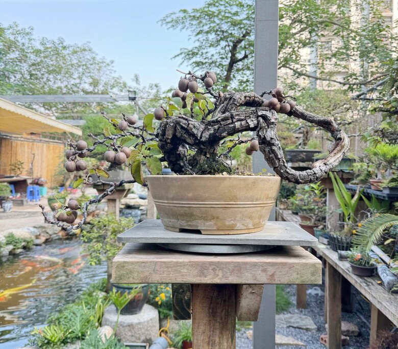 Cây ăn quả mang tên loài chim lạ, lên chậu thành siêu phẩm bonsai, có cây giá trăm triệu đồng nhờ ý nghĩa phong thủy - 4