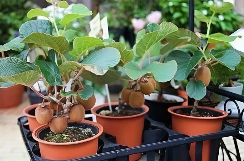 Giống kiwi lùn lên chậu thành bonsai, được nhiều nhà vườn ươm giống và cung cấp ra thị trường 