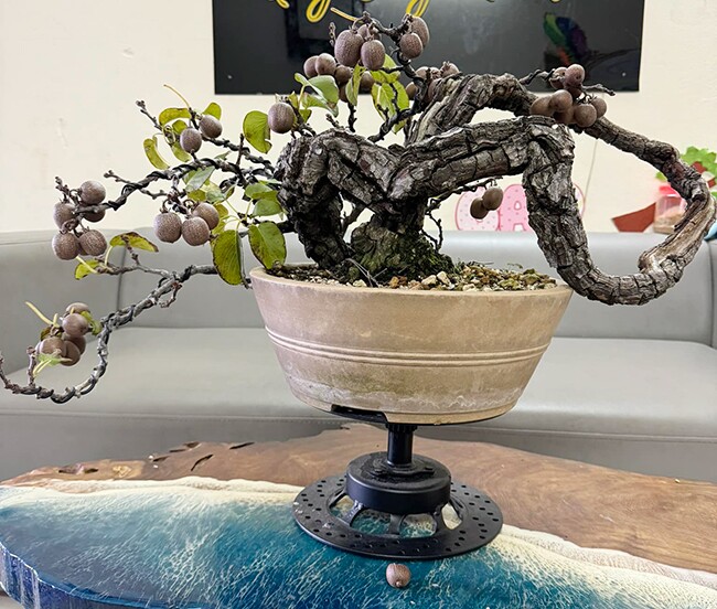 Bonsai kiwi thuộc hàng hiếm trên thị trường cây cảnh