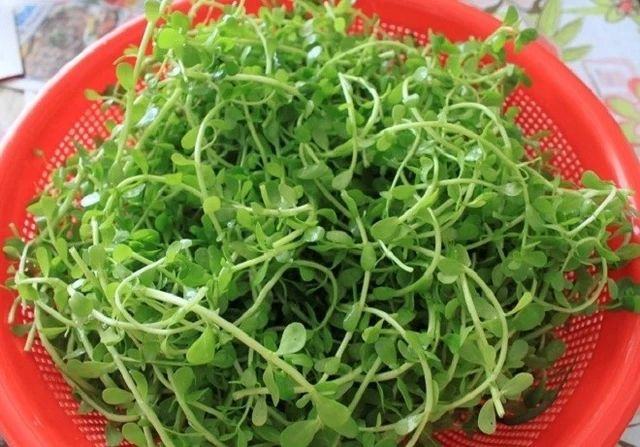 Cây dại mọc bờ mương có vị đắng nay thành đặc sản được ưa chuộng giá 70.000 đồng/kg, trồng 2 tháng cho thu hoạch - 3