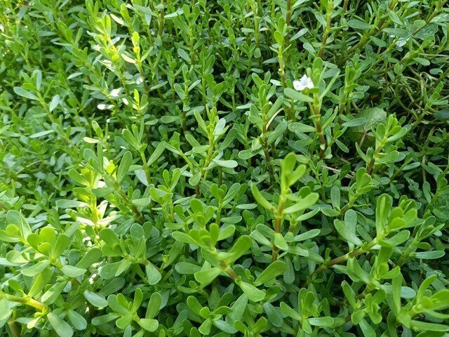 Cây dại mọc bờ mương có vị đắng nay thành đặc sản được ưa chuộng giá 70.000 đồng/kg, trồng 2 tháng cho thu hoạch - 4
