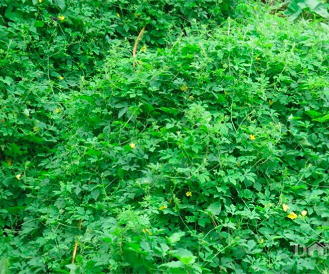 Cây dại mọc bờ rào có vị đắng ngắt, xưa không ai ngó ngàng nay thành đặc sản, trồng 45 ngày cho thu hoạch - 4