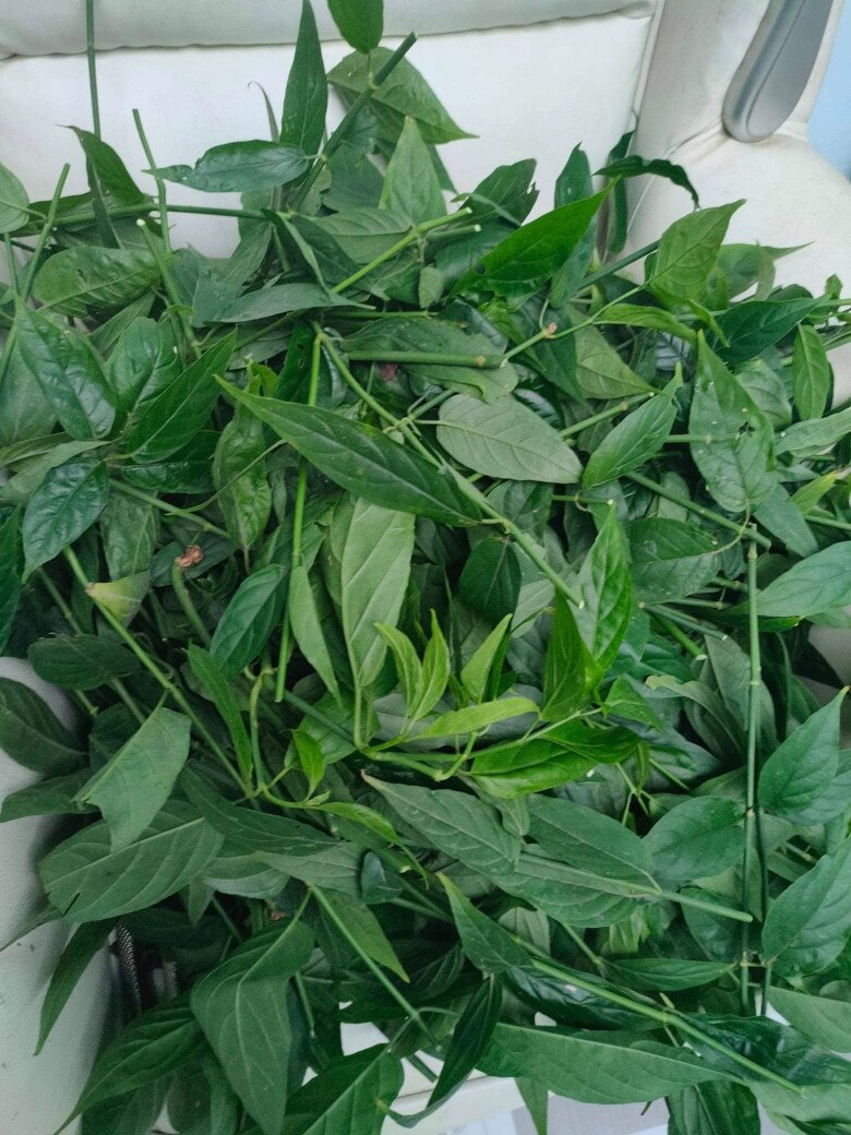 Cây dại mọc bờ rào nay thành đặc sản có hương vị lạ ở thành phố, trồng 45 ngày cho thu hoạch, 60.000 đồng/kg - 2