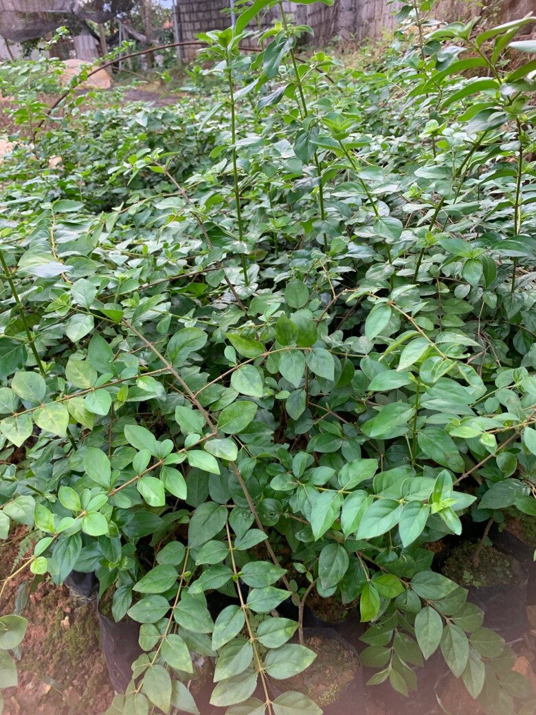 Cây dại mọc bờ rào nay thành đặc sản được ưa chuộng ở thành phố, trồng một lần thu hoạch nhiều năm, 140.000 đồng/kg  - 5