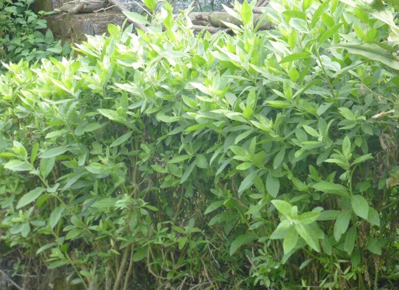 Cây mọc bờ rào có vị đắng nay thành đặc sản lạ ở thành phố, trồng một lần hái bán quanh năm, tốt cho sức khỏe - 3