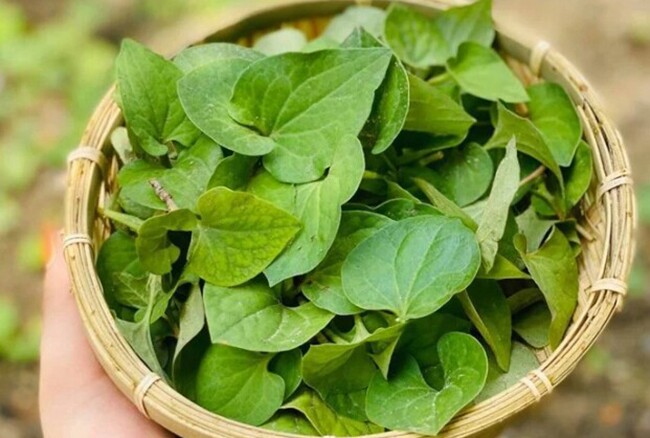 Cây mọc bờ rào được ví như amp;#34;vua thải độcamp;#34;, trồng 45 ngày cho thu hoạch, thành đặc sản được ưa chuộng ở thành phố - 2