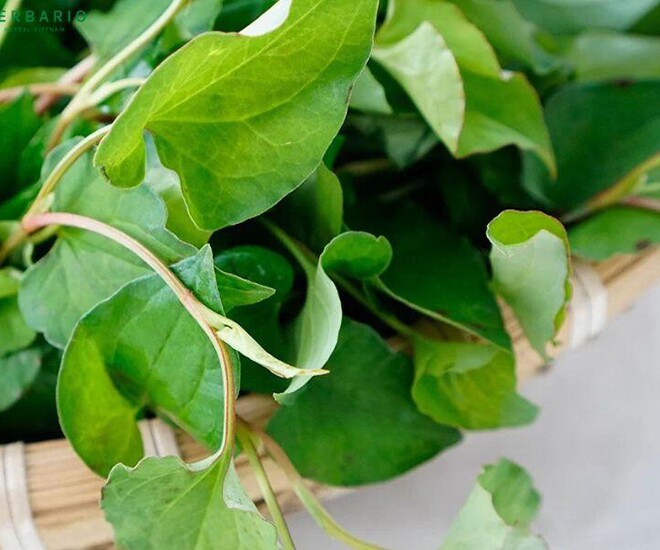 Cây mọc bờ rào được ví như amp;#34;vua thải độcamp;#34;, trồng 45 ngày cho thu hoạch, thành đặc sản được ưa chuộng ở thành phố - 5
