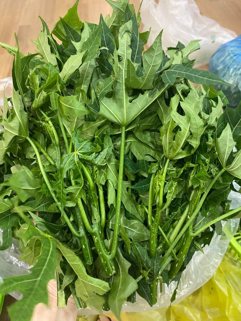 Cây mọc bờ rào amp;#34;ngọt như mì chínhamp;#34;, trồng một lần hái bán quanh năm, thành đặc sản nổi tiếng tốt cho sức khỏe - 4