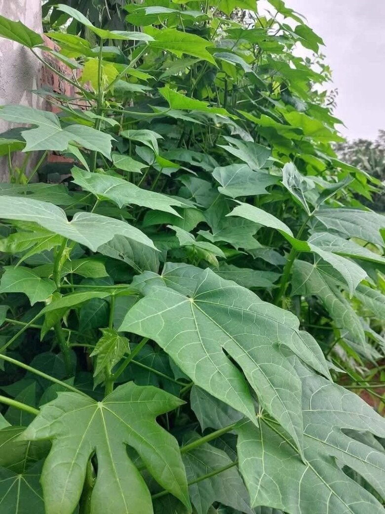 Cây mọc bờ rào amp;#34;ngọt như mì chínhamp;#34;, trồng một lần hái bán quanh năm, thành đặc sản nổi tiếng tốt cho sức khỏe - 3