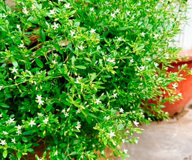 Cây mọc bờ rào có vị đắng nay thành đặc sản được ưa chuộng ở thành phố, trồng một lần hái bán quanh năm, 60.000 đồng/kg - 1