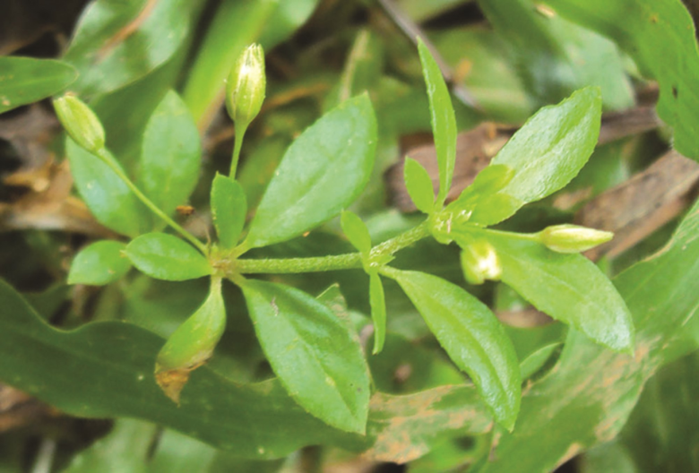 Cây mọc bờ rào có vị đắng nay thành đặc sản được ưa chuộng ở thành phố, trồng một lần hái bán quanh năm, 60.000 đồng/kg - 3