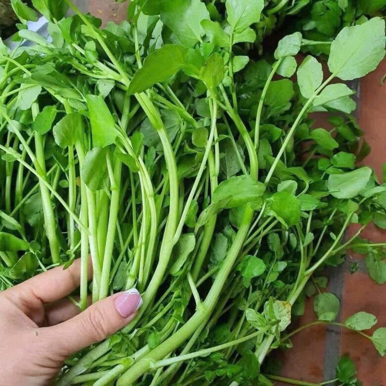 Cây rau được đánh giá amp;#34;tốt nhất thế giớiamp;#34;, Việt Nam trồng bạt ngàn 45 ngày thu hoạch, thành đặc sản tốt cho sức khỏe - 2