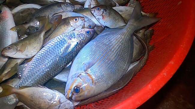 Đặc sản chỉ có ở Quảng Ngãi nghe tên rất lạ, xưa không ai ngó ngàng nay bán 200.000 đ/kg, nhiều người săn lùng - 5