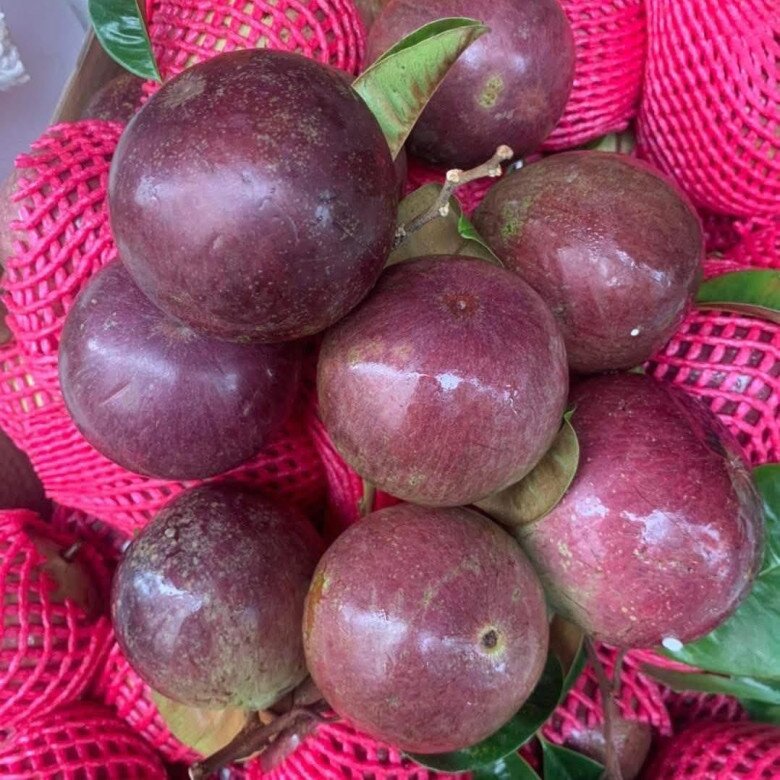 Loại quả xưa rụng đầy không ai ngó ngàng, nay thành đặc sản được ưa chuộng 60.000 đ/kg, trồng một lần thu hoạch nhiều năm - 4