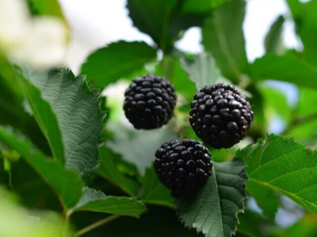 Loại quả đặc sản "tốt nhất thế giới" chỉ có ở Lâm Đồng, trồng một lần thu hoạch nhiều năm, tốt cho sức khoẻ