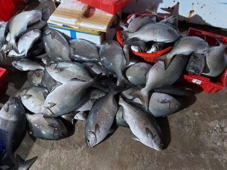 Đặc sản chỉ có ở Quảng Ngãi nghe tên rất lạ, xưa không ai ngó ngàng nay bán 200.000 đ/kg, nhiều người săn lùng