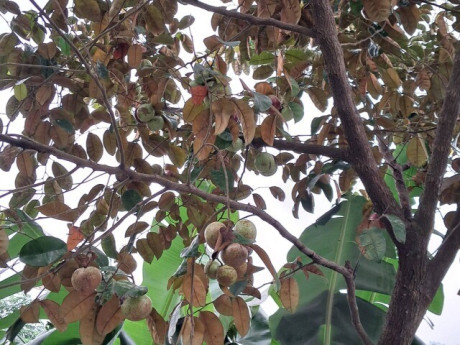 Loại quả xưa rụng đầy không ai ngó ngàng, nay thành đặc sản được ưa chuộng 60.000 đ/kg, trồng một lần thu hoạch nhiều năm