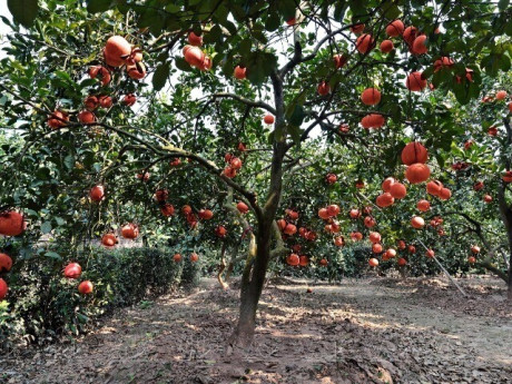 Loại quả "tốt nhất thế giới" chỉ có ở Thanh Hoá, trồng một lần thu hoạch nhiều năm, thành đặc sản tốt cho sức khoẻ