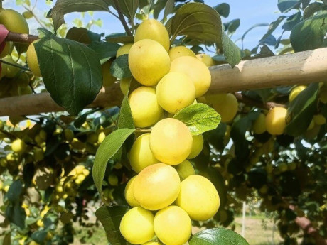 Loại quả "tốt nhất thế giới" có ở Bắc Ninh, trồng một lần thu hoạch nhiều năm, thành đặc sản tốt cho sức khỏe