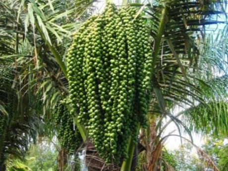 Loại quả xưa chín rụng đầy gốc, nay thành đặc sản ở thành phố giá 120.000 đồng/kg, trồng một lần thu hoạch nhiều năm