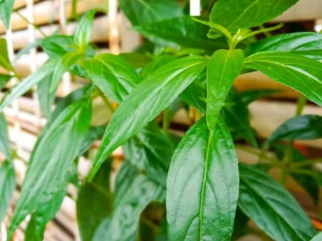 Cây xương khỉ có tác dụng gì?