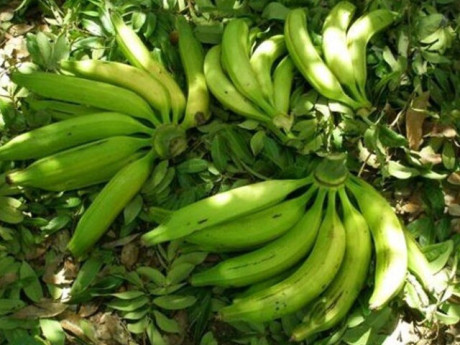 Loại quả "tốt nhất thế giới" chỉ có ở Vĩnh Long, trồng 9 tháng cho thu hoạch, thành đặc sản tốt cho sức khoẻ