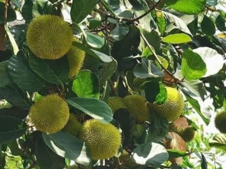 Loại quả xưa chín rụng đầy gốc, nay thành đặc sản ở thành phố giá 80.000 đ/kg, trồng một lần thu hoạch nhiều năm