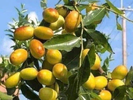 Loại quả "tốt nhất thế giới", Việt Nam trồng bạt ngàn thu hoạch nhiều năm, thành đặc sản được ưa chuộng giá 70.000 đ/kg