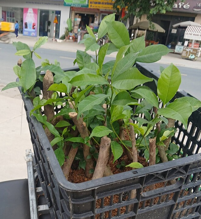 Cây dại mọc bờ rào nay thành đặc sản người thành phố ưa chuộng, trồng một lần thu hoạch nhiều năm, 70.000 đồng/kg - 4