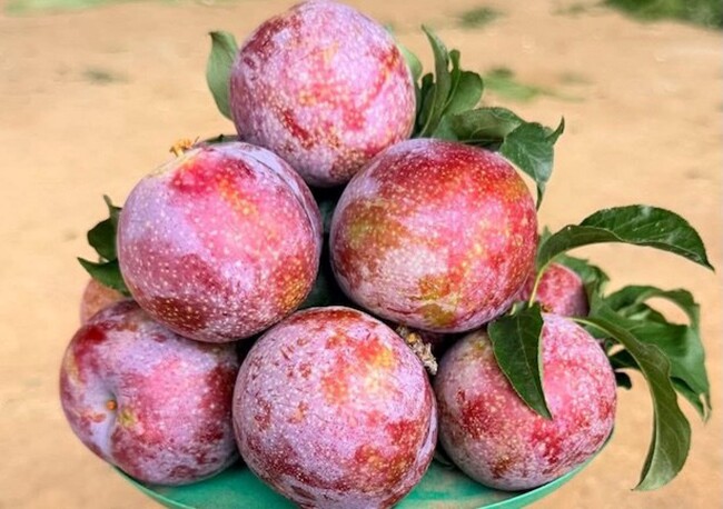 Loại quả đặc sản “tốt nhất thế giới” chỉ có ở Sơn La, trồng một lần thu hoạch nhiều năm, tốt cho sức khỏe - 3