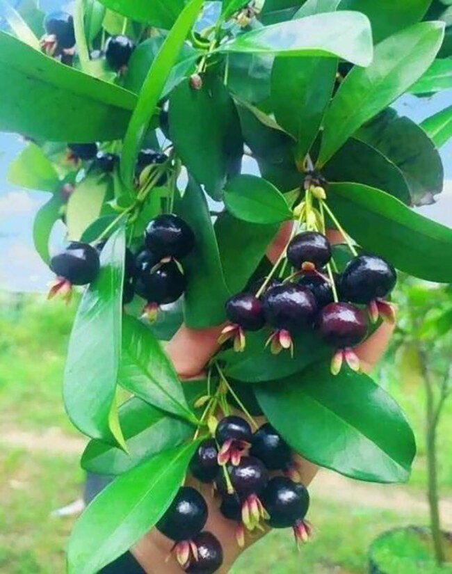 Loại quả amp;#34;tốt nhất thế giớiamp;#34;, Việt Nam trồng thành công thu hoạch nhiều năm, thành đặc sản nổi tiếng khắp nơi - 3